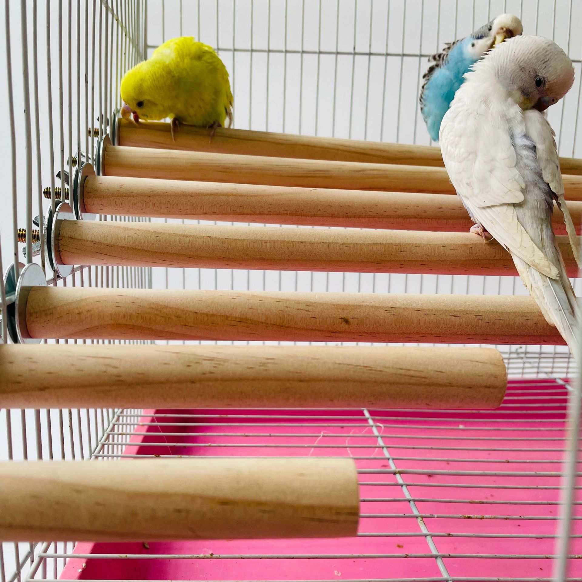 Pet X Supplies & Tack Photos - オウムペット生木製ハンギングスタンドラックおもちゃスティックスタンドインコの枝止まり木鳥かごバーペット用品