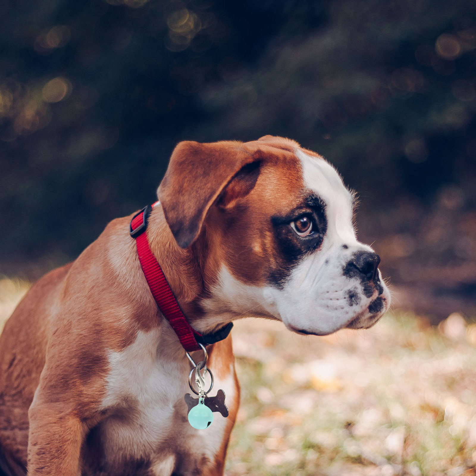 10個入りペット用首輪ベル、耐久性のある猫・犬用首輪アクセサ - Pet Supplies Locations のレビューと価格